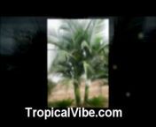 tropicalvibe