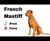 French Mastiff MAKO!