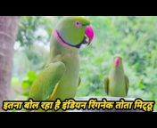 Talking Parrot Mittu