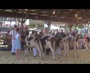 Celtic Gold Holsteins Video