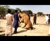 Camel Mating | Animal Breeding | Male and female camel enjoying xx at  camels market from man animel x x Watch Video 