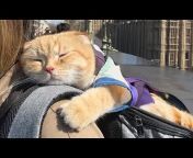 Funny And Cute Cat&#39;s Life