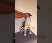 Dog care training
