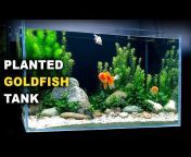 MD Fish Tanks