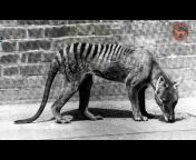 Thylacine Awareness Group of Australia Tas Inc.