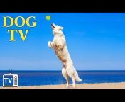 TV For Dogs