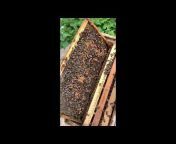 Honeybees For Sale