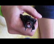 Batzilla the Bat