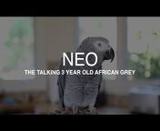 Neo The Parrot