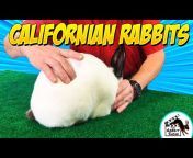 The Rabbit Show