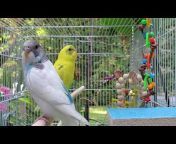 Birds and Friends