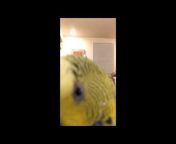 Disco the Parakeet