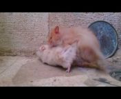 syrian Hamster