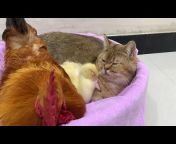 Funny Animals Healing