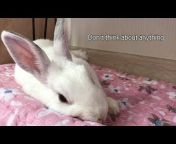 Adorable Rabbit Muri
