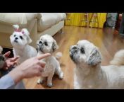 Cute Dogs CAN Vlogs