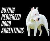 Dogo Argentino USA