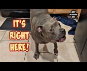 Zeusy The Talking Pitty