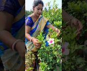 gardening and daily blog with sarmistha
