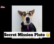 Street Dog Pluto
