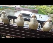 Backyard Birds of Australia