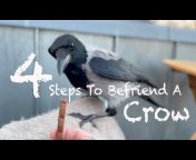 Krari The Crow