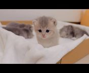 Kitten Class