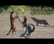Wild Tv Bangla