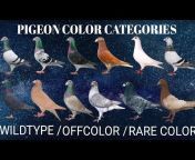 racing pigeon ph