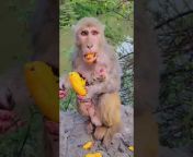 Funny Monkeys Cute 213