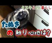 たぬきチャンネル / Lives with a Tanuki