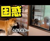 こまちく家族チャンネル〜こんぶ和え〜shibainu komachiku family