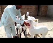 Muhammad Goat Farm