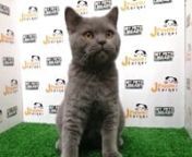 Dark Grey British Short Hair Kitten (Male) For Sale 1 from sale male