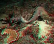 3D video (anaglyph red/cyan) of a moral eel hunting at night in the Maldives. Shot underwater with a custom BS Kinetics underwater housing for dual Sony CX550V camcorders (more information here: http://echeng.com/journal/2010/07/21/underwater-3d-stereoscopic-video-housing-unboxing-setup/ )nnIf you would rather see a side-by-side format or row interleaved, check out the YouTube version of the video: http://www.youtube.com/watch?v=p5ePPMokVFQ