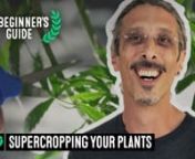 Welcome to Grow Your Own with Kyle Kushman!nnIn this episode, I’m going to show you how to maximize yields through these “super cropping” techniques:nnSelectively pruning. It involves removing larger shade leaves that cover nodes or budding sites. Don’t start this type of pruning until your plant is growing vigorously. Once you see the leaves crowding each other, shading the lower nodes, you’ll know it’s time.nnBranch and node prune. This eliminates less useful bud sites, allowing th