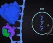 Understand the mechanism of action of PARP inhibitors and targeting DNA Damage Response (DDR) in this short video