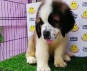 Saint Bernard Puppy (Male) For Sale from sale male