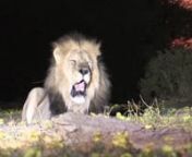 Share this awesome experience of a huge male lion roaring in the Kalahari Concession, with a greatly appreciative CVS Safari Client.....May 2019 PH Clive Curtis, Filmed by Darren &#39;Nacho&#39; Rode of Safari Vision....a great example of why your safari experience needs to be filmed by our in house filming company, Safari Vision.....