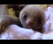 For more cute sloth content from the &#39;Spielberg of sloth movies&#39; and author of &#39;A Little Book of Sloth&#39; visit www.slothville.com.nnMusic: