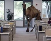 GEICO Hump Day Camel Commercial - Happier than a Camel on Wednesday from hump