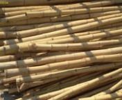 bamboocreasian.com Please visit our online showroom and see quality - bamboo products; thatch roof cover and bamboo matting wall ceiling covering décor, design./decorate-vase-with-bamboo-sticks‎/decorative-bamboo-poles-large-timber-big-diameter.Bamboo Poles are harvested from over 4years to be achieved MAX. - Wall - Thickness, Solid and strongest structure.(Each species of Bamboo has different wall thickness. BAMBUSA BLUMEANA OR TRE GAI (IN VIETNAMESE Name- Grown specially in the wet tropical