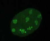 The embryo contains both GFP:Histone H2B and GFP:gamma tubulin allowing for visualizaion of both the chromosomes and the centrosomes respectively.At the 8 cells stage, the embryo contains the AB.a1, AB.ar, AB.p1, AB.pr, MS, E, C and P3 cells. The 2 cells that divide at the bottom right are the MS and E cells (with E dividing first). Movie covers approximately 17.5 minutes of development. Movie byDaniela Di Bella (Fundacion Instituto Leloir), Joyce Pieretti (University of Chicago), Saori Ta