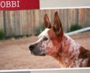 Bobbi- 6yo heeler mix available for adoption.For adoption information please contact Nicole at nlkelly07@yahoo.com or 623.810.6501