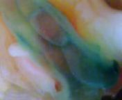 Dissected Ciona heart with dye used to pronounce the heart tube. Recording taken with a dissection microscope.