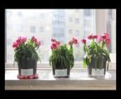 The flower experiment is a time lapse photography video where it takes an interval of 30 minutes for 24 hours throughout the course of 30 days. It is an experiment experimented on 3 pots of flowers of the same size and color. Each pot is labeled with words of what i would say to them everyday &amp; the outcome would be that the 3 pots reacted differently to the words that was said to them.nnThis idea came about when i chanced upon Dr. Masaru Emoto&#39;s water and rice experiment where he experimente
