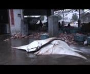 29 January 2014 - HONG KONG : A horrific look behind the scenes of the dietary supplement and bogus traditional Chinese medicine industry in Puqi, Zhejiang Province, China. Workers are seen chopping up the sharks and manta rays in unsanitary conditions that resemble a real charnel house. Many types of sharks are slaughtered in their thousands annually, then boiled up to remove the cartilage then ground to a powder for glucosamine sulphate and chondroitin joint repair dietary supplements. These