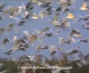 This clip filmed by David Parer in Queensland, Australia shows Sulphur-crested Cockatoos en masse ravaging corn and peanut crops near Lakeland and features a farmer, Darryn Hoskins, describing why they do this. Filmed in High Definition as part of a documentary called