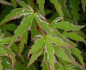 This video is about 510134_YGWEBVT_Acer Collection (Japanese Maple)