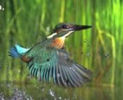 Some stunning slow motion sequences of young kingfishers trying to catch fish, recorded by Rainer Bergomaz from Blue Paw Artists with a pco.dimax HD+ highspeed camera at 1920 x 1440 pixel resolution @ 1060 frames/s.
